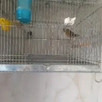 سهره قناری