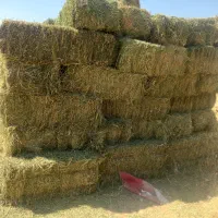 یونجه همدان|حیوانات مزرعه|وحیدیه, |دیوار