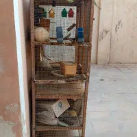قفس پرنده در بندرلنگه|لوازم جانبی حیوانات|بندرلنگه, |دیوار