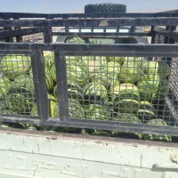 اجاره.شراکتی