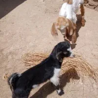 حیوانات مزرعه