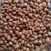 قصب (خرما زاهدی )