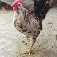 خروس گلین لری