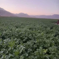 اجاره زمین کشاورزی