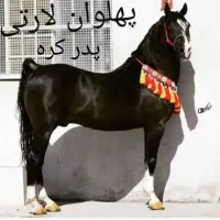 اسب نریان|اسب و تجهیزات اسب‌سواری|اردبیل, |دیوار