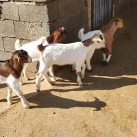 بز و بزغاله|حیوانات مزرعه|دینور, |دیوار