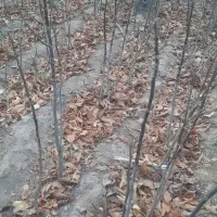 نهال گردو|خدمات باغبانی و درختکاری|مشگین شهر, |دیوار