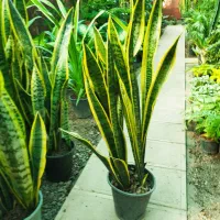 سانسوریا شمشیری ابلق ،گل وگیاه آپارتمانی