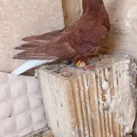 کفتر نر