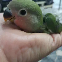 طوطی برزیلی کوتوله