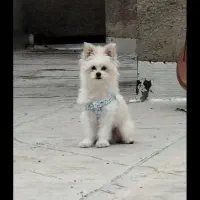 سگ خونگی نر ....مالتیز