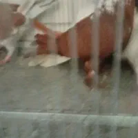 کبوتر|پرنده|اردبیل, |دیوار