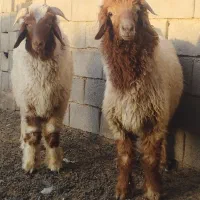 بره قوچ فحل