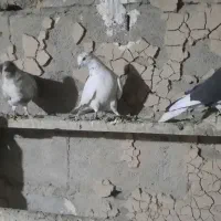 کبوتر