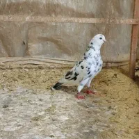 کبوتر غریب پر قیچی نشون دار