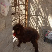 کهره نروماده بره نر|حیوانات مزرعه|اهرم, |دیوار