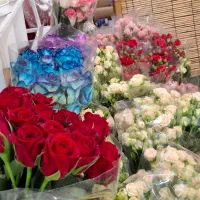 رز هلندی فقط شاخه ای ۵۰ تومن