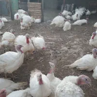 گوشت بوقلمون ارگانیک