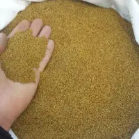 بذر یونجه پابلند صدرصد تضمینی