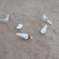 کفتر سالم
