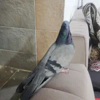 سبز کلایی ماده بازیکن عروسک|پرنده|بم, |دیوار