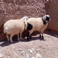 بره نر