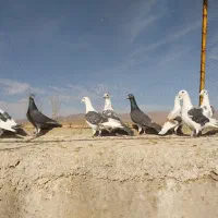 ۹ تا جنگنده پرشی و ماده گراف