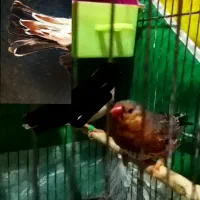 اورنج درجه یک