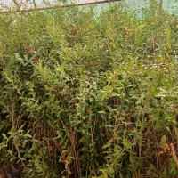 نهال انار شهرضا