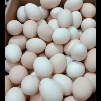 تخم مرغ محلی و گلین و لاری