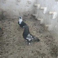 کبوتر|پرنده|شیراز, احمدآباد|دیوار