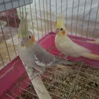 جوجه عروس دونخور