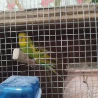 فروش فنج ومرغ عشق