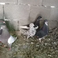 شهری پلاکی بهبهانی