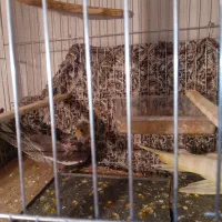 دو تا جوجه طوطی عروس هلندی ۳۸ روزه|پرنده|فریدونکنار, |دیوار