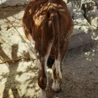 فروش فوری گوساله نر