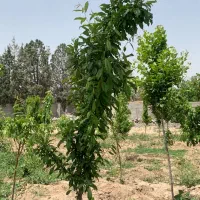 باغچه-سنددار-در-شهریار