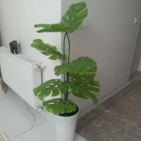 درخچه برگ انجیلی مصنوعی|گل مصنوعی|قدس, شهر‌قدس|دیوار