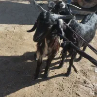 فروش فوری قیمت مناسب|حیوانات مزرعه|ریگ ملک, |دیوار