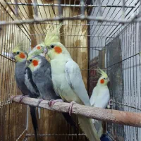 عروس هلندی طوطی لوتینو