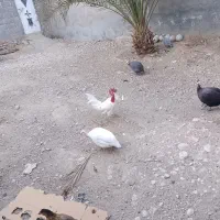 فروش مرغ شاخدار