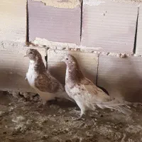 کبوتر پرشی|پرنده|سیرجان, |دیوار