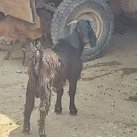 بز نرسالم