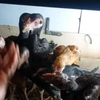 جوجه لاری قلم سیاه