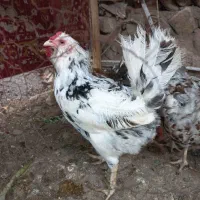 تخم نطفه دار گلین لری