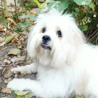 سگ شناسنامه دار