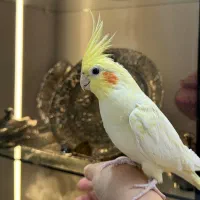 عروس هلندی دستی