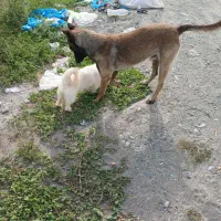 سگ مالینیوز قیمت ۱۳تومان