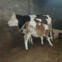 تک شیر