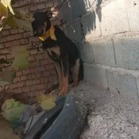 سگ دو رگه سرحال|سگ|خانمیرزا, |دیوار